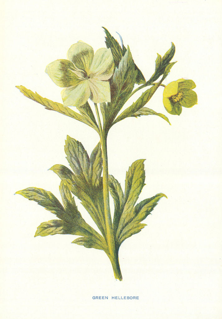 Green Hellebore. Wild Flowers by Frederick Edward Hulme c1895 old print